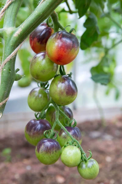 Frische Grüne Tomaten Und Einige Die Noch Nicht Reif Sind — Stockfoto
