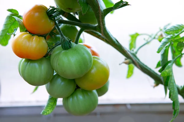 정원에서 토마토 식물의 포도나무에 성숙하지 신선한 토마토와 — 스톡 사진