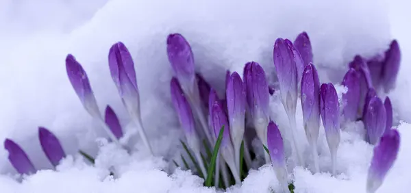 Purple crocuses in the snow .