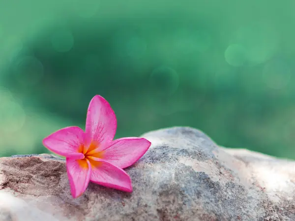 Rosa Regnbåge Plumeria Blom Solig Dag Västindien — Stockfoto