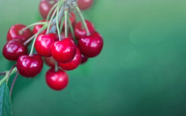 Olgun büyük meyveli kiraz ağacı dalı .