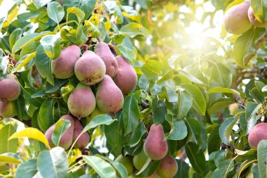 Ağaçtaki armutlar. Yaz arkaplanı