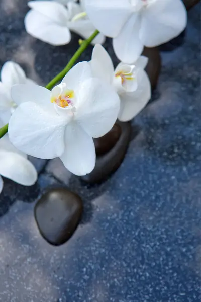 Fiore Orchidea Bianca Sfondo Grigio Spazio Testo — Foto Stock