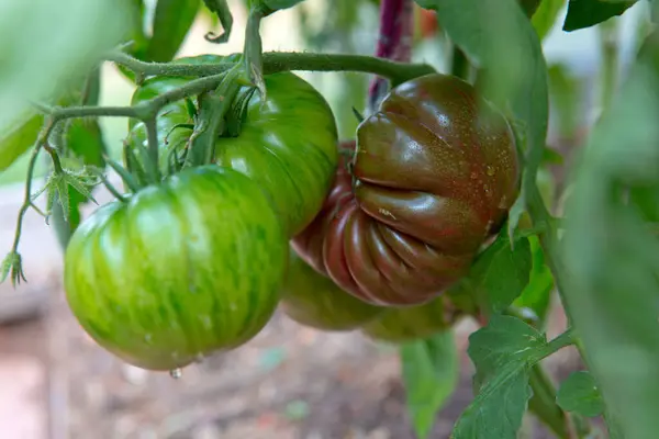 新鲜的绿色西红柿和一些还没有成熟的西红柿挂在花园里的葡萄藤上 — 图库照片