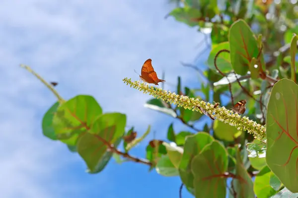 Colorful Butterflies on a tree branch isolated on blue sky background.