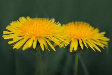 Sarı karahindiba çiçeklerinin makro fotoğrafı. .