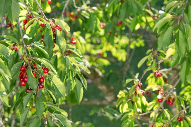 Olgun büyük meyveli kiraz ağacı dalı .