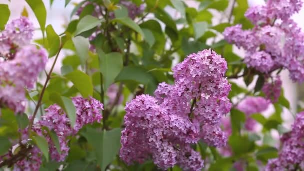 Mooie Violette Lilac Bloemen Van Dichtbij Natuur Bloeiende Bloemen Achtergrond — Stockvideo