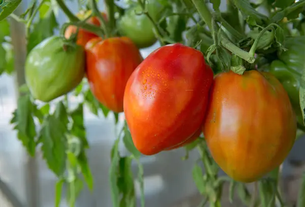 Domowej Hodowli Czerwone Świeże Pomidory Ogrodzie — Zdjęcie stockowe