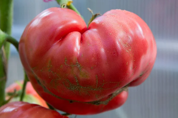 庭園で自家製の赤フレッシュ トマト — ストック写真