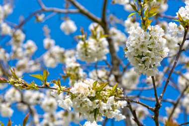 Çiçek açan kirazın kapanışı bulanık arkaplanda izole edildi.