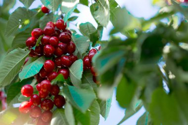 Branch of ripe cherries on a tree in summer garden