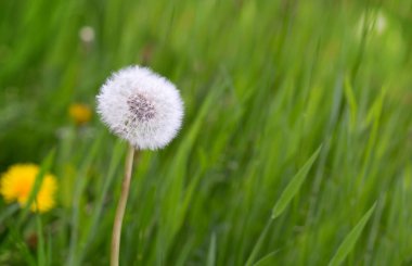 Beyaz karahindiba çiçeklerinin Macro fotoğrafı. .