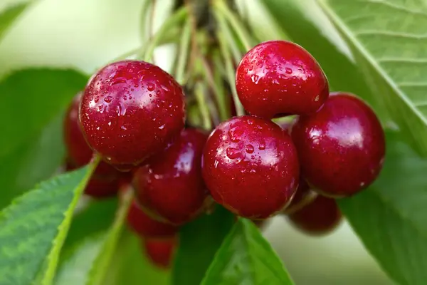 Branch Ripe Cherries Tree Summer Garden —  Fotos de Stock