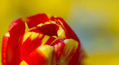 İzole edilmiş kırmızı lale çiçeğine yaklaş.