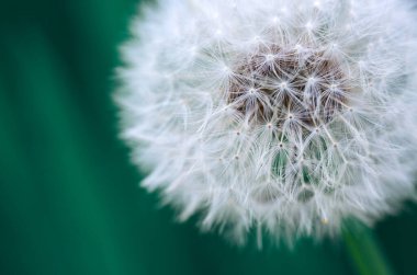 Karahindiba soyut arka plan. Büyük karahindibaya yakın. .