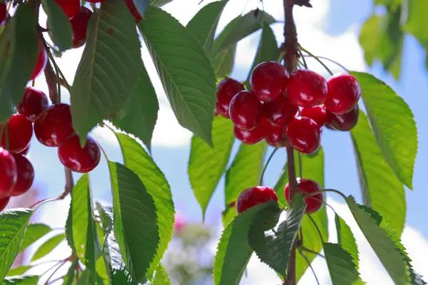 Branch of ripe cherries on a tree in summer garden