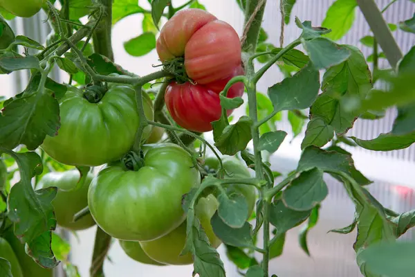新鲜的绿色西红柿和一些还没有成熟的西红柿挂在花园里的葡萄藤上 — 图库照片