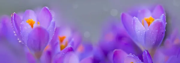 Close Purple Crocus Flower Blur Background — Stock Photo, Image