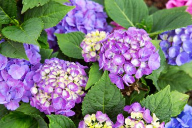 mavi ortanca çiçekleri Bahçe, çiçek güzel arka planda