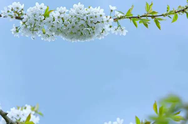 Detailní Záběr Kvetoucí Třešně Izolované Rozmazaném Pozadí — Stock fotografie
