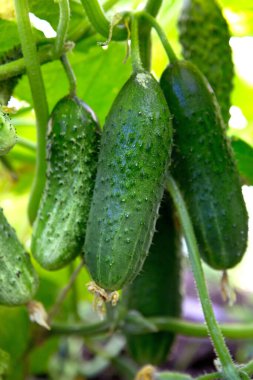 Sebze bahçesinde yetişen yeşil salatalıklar..