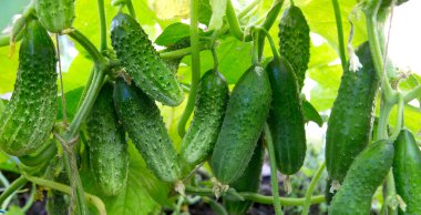 Sebze bahçesinde yetişen yeşil salatalıklar..