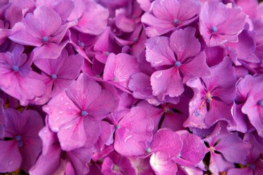 Güzel pembe ortanca çiçeği. Yakın çekim. .