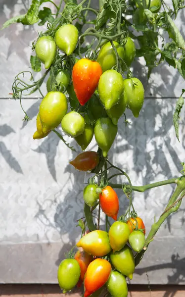 Fresh Green Tomatoes Some Ripe Yet Hanging Vine Tomato Plant — Stock Photo, Image