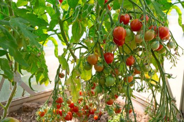 Kokteyl domatesleri ve henüz olgunlaşmamış olanlar bahçedeki bir domates bitkisinin sarmaşığına asılı. Sardunya öpücüğü domatesler.