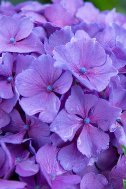 Güzel Mavi Ortanca çiçeği. Yakın çekim. .