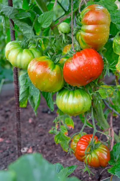 Grandes Tomates Carne Vaca Maduros Suculentos Jardim Casa — Fotografia de Stock