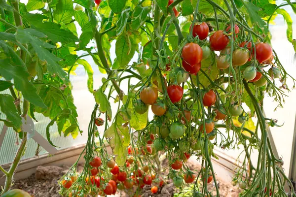 鸡尾酒番茄和一些还没有成熟的西红柿挂在花园里番茄植物的葡萄藤上 Geranium吻西红柿 — 图库照片