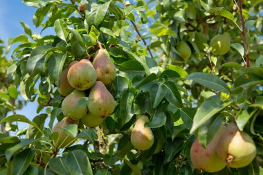 Dalda taze armutlar. Yaz bahçesinde armut ağacı.