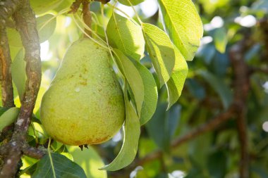 Meyve bahçesindeki bir dalda bir armuda yaklaş .