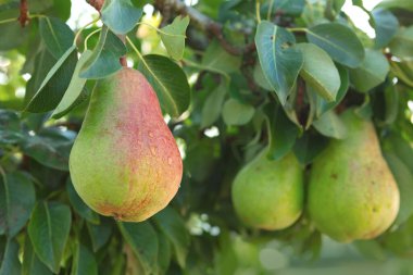 Dalda taze armutlar. Yaz bahçesinde armut ağacı.