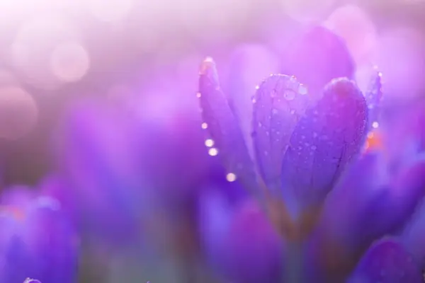 Voorjaar Achtergrond Met Paarse Bloeiende Krokus Geïsoleerd — Stockfoto
