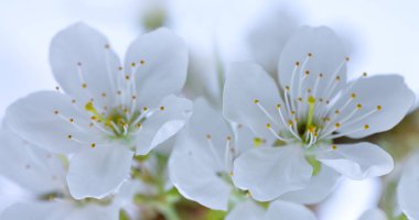 Çiçekli armut ağacı. Armut ağacındaki beyaz çiçekleri kapat