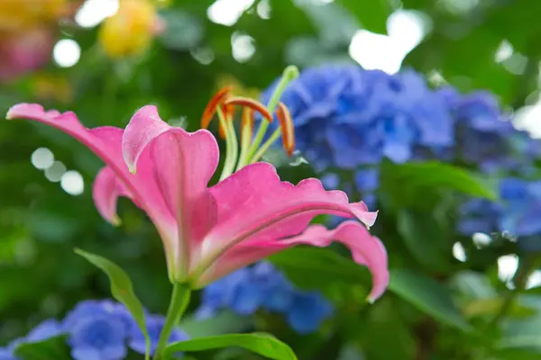 Różowy Duży Kwiat Lilii Naturalnym Zielonym Tle Światła — Zdjęcie stockowe
