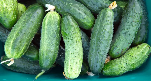 Fresh Cucumbers Background Macro Photo Food Cucumbers — Foto Stock