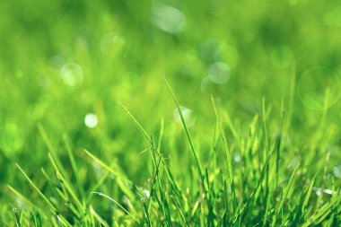 Yeşil çimen ve gün ışığında bokeh ile soyut doğal arkaplan.