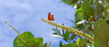 Mavi gökyüzü arka planında izole bir ağaç dalındaki renkli kelebekler.