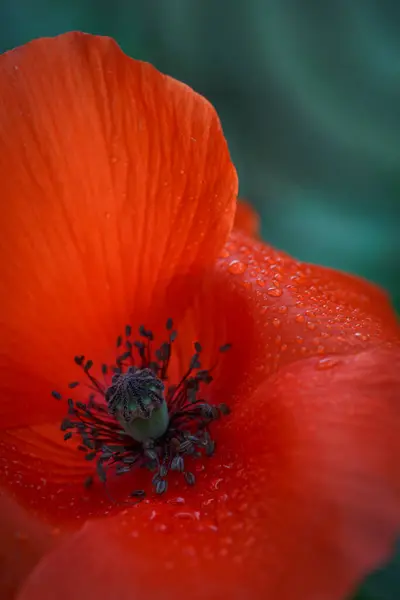 Blooming Red Poppy Green Background Macro Photography Summer Day — 图库照片