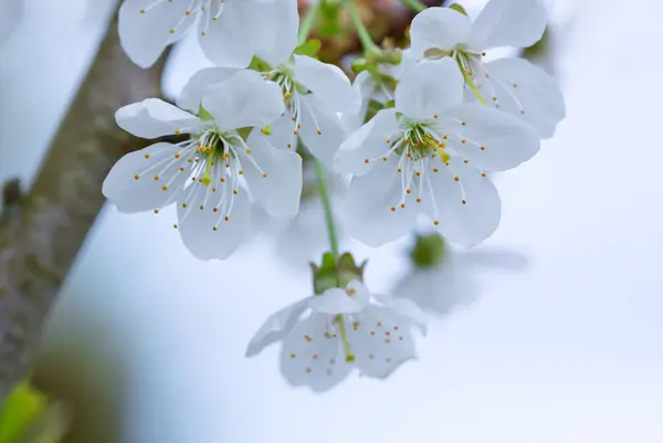 Цветущая Груша Закрыть Белые Цветы Торфянике — стоковое фото