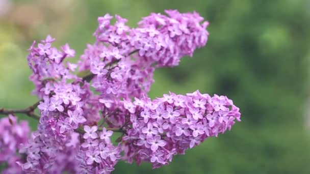 Mooie Violette Lilac Bloemen Van Dichtbij Natuur Bloeiende Bloemen Achtergrond — Stockvideo
