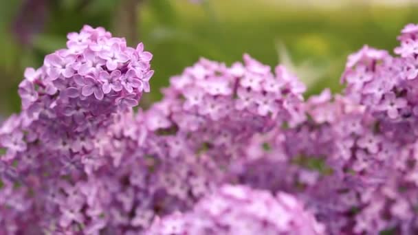 Krásná Fialová Lilac Květiny Zavřít Příroda Kvetoucí Květiny Pozadí — Stock video