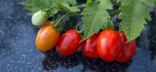 Pomidory Koktajlowe Szarym Stole — Zdjęcie stockowe