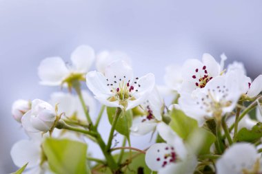 Çiçekli armudun kapatılması bulanık arkaplanda izole edildi.