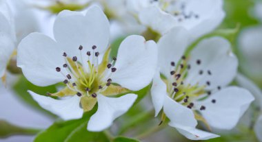 Çiçekli armut ağacı. Armut ağacındaki beyaz çiçekleri kapat