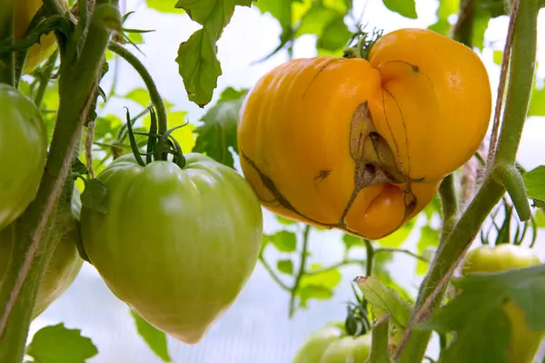 园中土生土长的黄色新鲜番茄 — 图库照片